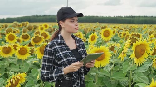 Bäuerin steht auf einem Sonnenblumenfeld und arbeitet an einem Bildschirmtablett und überprüft die Ernte
