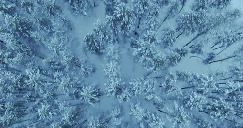 Copter Flies Over the Winter Forest a Fabulously Beautiful Landscape