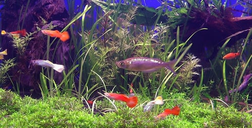 Aquarium 5