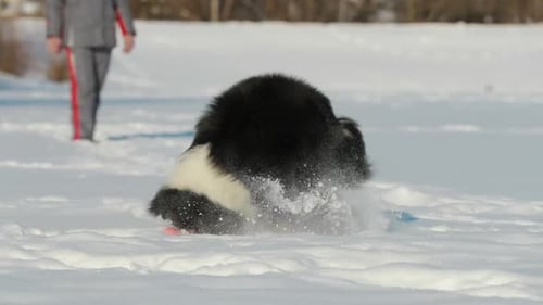 Energetic Dog Plays Fetch in Snowy Winter Landscape