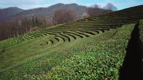 View of Tea Plantations During Growth in Autumn or Spring Time