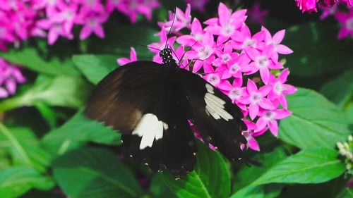 néctar de comer mariposa