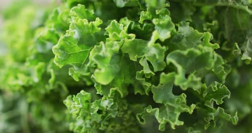 Vidéo de gros plan de feuilles de salade fraîches