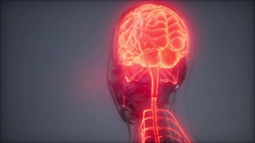Animated Human Brain and Nervous System with Red Glow