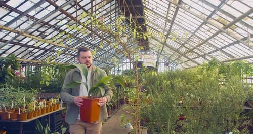 A Chubby Male Greenhouse Worker Walks Over and Places a Potted Plant on the Table