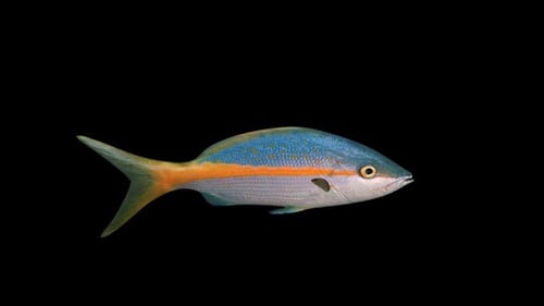 Realistic Colorful Snapper Fish Swimming Alpha Channel Animation Loop