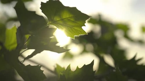Sun Light Shining Through Leaves