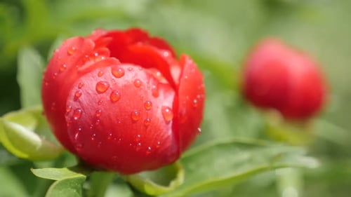Paeonia peregrina Nahaufnahme einer roten Blume Zeitlupe 1920X1080 HD-Aufnahmen - Zeitlupe einer Pfingstrosenfarm