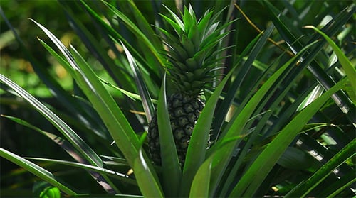Young Pineapple Growing on the Tropical Plant