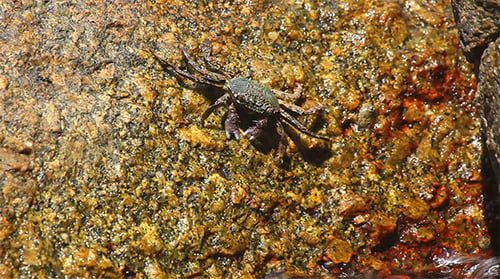 Crab
