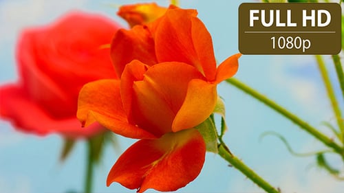 Rose Close Up Timelapse