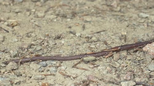 Regenwurm