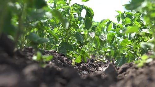 Lush Potato Plants Growing in Farm Field