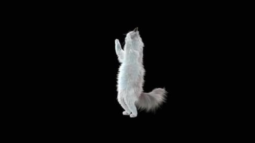 Katze jubelt HD