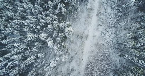 Winter Forest Road Top Down Aerial View