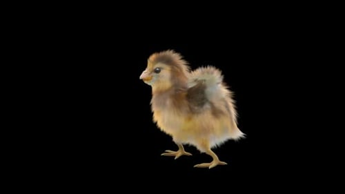 Animated Fluffy Baby Chick Walking with Alpha Channel