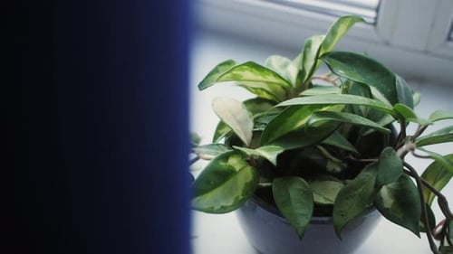 Flower Plant Closeup