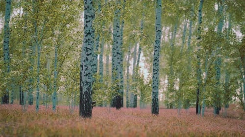 White Birch Trees in the Forest in Summer