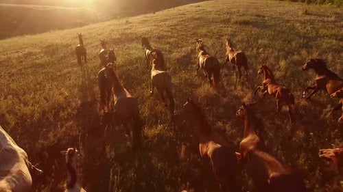 Los caballos galopan.