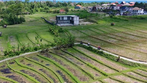 scooters driving on a narrow road through the Bali rice fields on sunny day, aerial