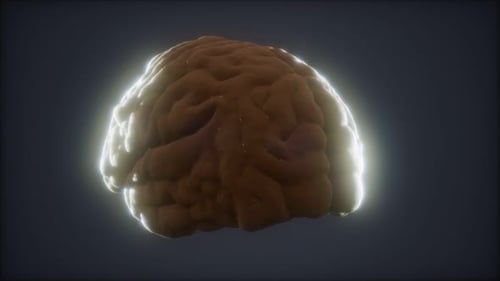 Loop Rotating Human Brain Animation
