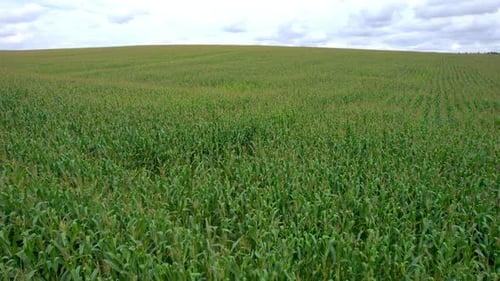 Corn Field Flight Over the Tops of Corn Stalks Excellent Growth Good Corn Harvest