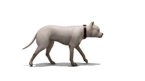 Realistic White Pitbull Dog Walking Loop