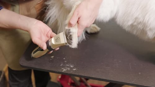 Dog Getting a Paw Trim at Grooming Salon