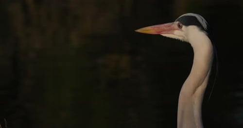Portrait of grey heron in the , Camargue, France.