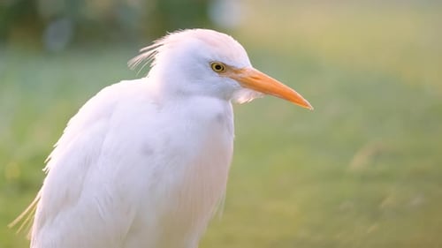 Aigret blanc, oiseau sauvage également connu sous le nom de Bubulcus Ibis, marchant sur une pelouse verte en été