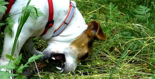 Dog Chewing on a Stick in the Grass