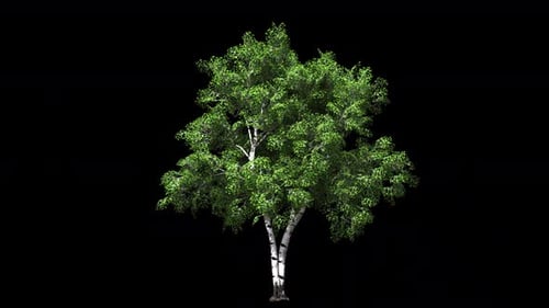Animated Birch Tree with Green Leaves Swaying in Wind
