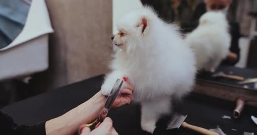 White Spitz Haircut Scissors