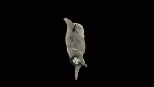 Realistic Sloth Hanging Upside Down Animation