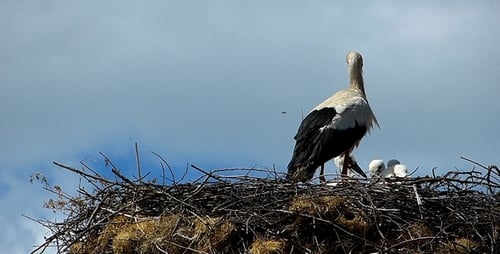 Stork with Babies in Nest on Sunny Day
