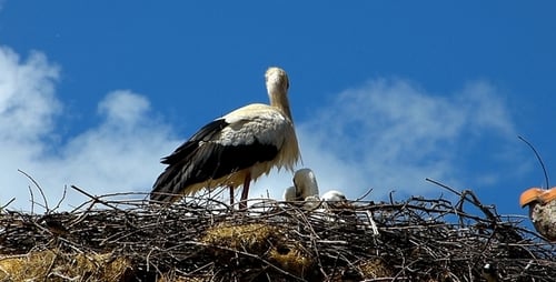 Stork Nest with Babies on Sunny Day