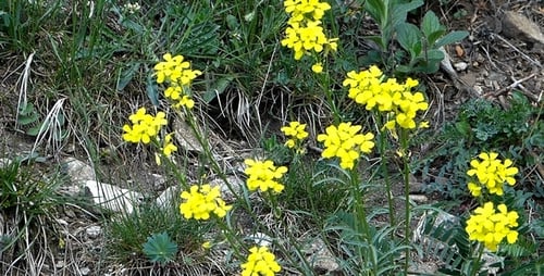 Close-up of Yellow Wildflowers in a Grassy Meadow