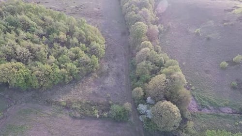 Aerial Green Meadow and Trees