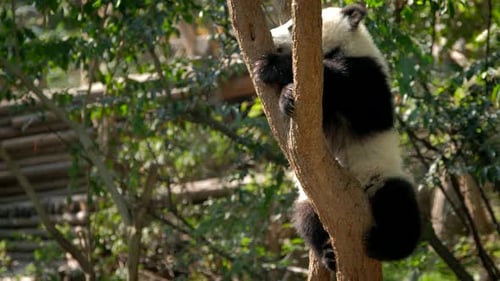 Panda Bear Resting in Tree in Natural Habitat
