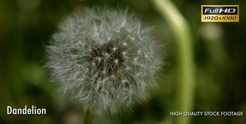Dandelion in Green Grass