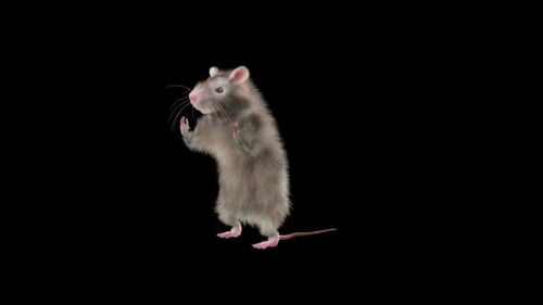 3D Animated Rat Standing and Gesturing with Alpha Channel