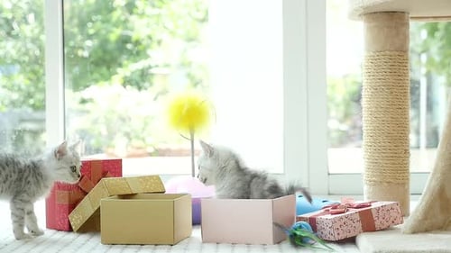 Playful Kittens Enjoying Gift Boxes at Home