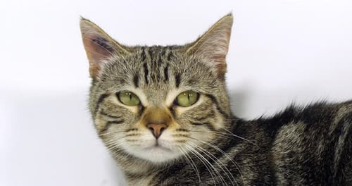 Brown Tabby Domestic Cat, Portrait of A Pussy On White Background, Slow Motion 4K