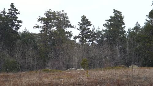 Début des chutes de neige dans la forêt de branches naturelles