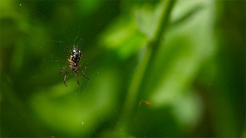 Spinne im Netz