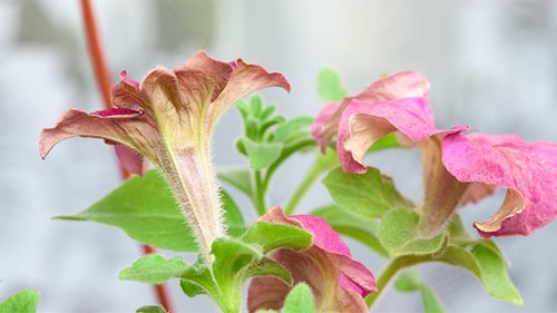 Wilting Pink Flowers Close Up, Botanical Details