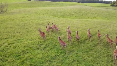 Deer Roaming Freely in Green Rural Field