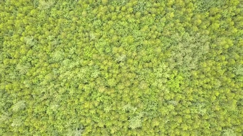 Top down aerial view of green summer forest with many fresh trees.