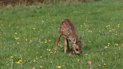 Reh, Capreolus capreolus, Rehkitz in blühender Wiese, Normandie, Echtzeit