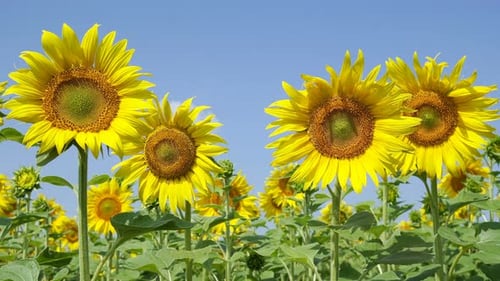 Sunflowers Swaying Gently in a Field on Sunny Day
